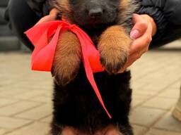 10 viikon ikäinen saksanpaimenkoiranpentu – Valmis uuteen kotiin