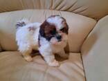 8–11 viikon ikäiset shih tzu -pennut – valmiina uusiin koteihin - фото 1