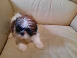 8–11 viikon ikäiset shih tzu -pennut – valmiina uusiin koteihin - фото 2