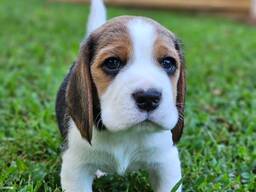 Adorable Beagle