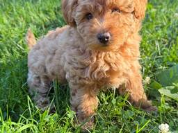 Adorable Poodle Puppies