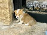 Älykkäät welsh corgi pembroken pennut - фото 2