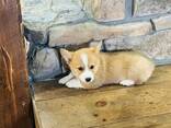 Älykkäät welsh corgi pembroken pennut - фото 3