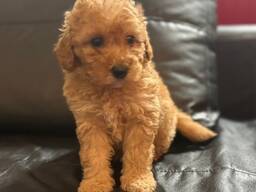 Apricot Mini Poodles