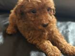 Apricot Mini Poodles - фото 1