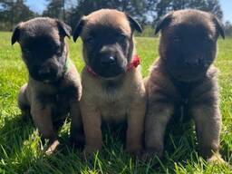 Belgianpaimenkoiran pennut