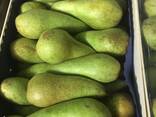 Best pears from Poland wholesale - фото 8