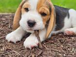 Прекрасные щенки бигля - фото 3