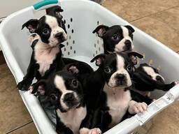 Bostoninterrierin pennut