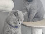 British shorthair - photo 1