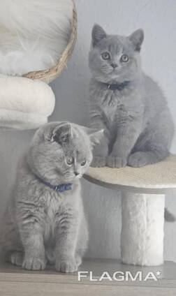 British shorthair