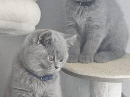 British shorthair