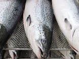 High Quality Salmon Fish / Frozen Salmon Fish Fillet / whole round salmon fish Head off su - фото 5