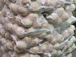 Celeriac (celery root) from Poland - photo 1
