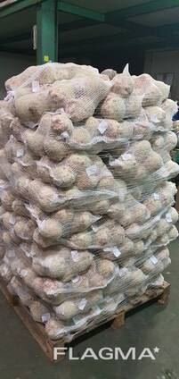Celeriac (celery root) from Poland