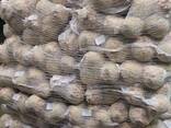 Celeriac (celery root) from Poland - photo 2