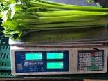 Celery sticks from Poland (higj quality) - photo 1