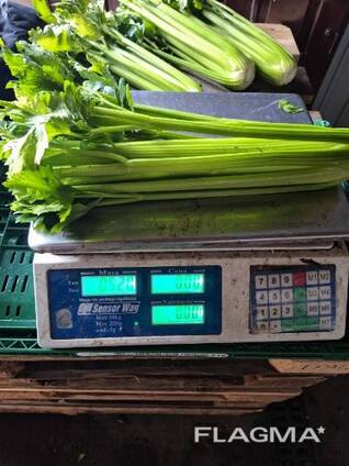 Celery sticks from Poland (higj quality)