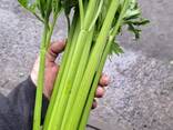 Celery sticks from Poland (higj quality) - photo 2