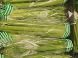 Celery sticks from Poland (higj quality) - photo 3