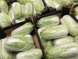 Chinese cabbage / Poland - photo 2