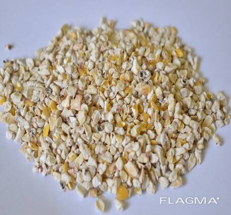Corn germ
