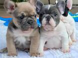 Dog - photo 1