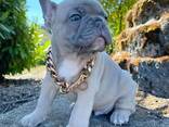 Dog - photo 2