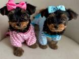 Dog - photo 1