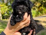Dog - фото 1