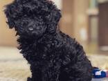 Dog - фото 2