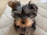 Dog - фото 1
