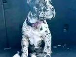 Dog - фото 1