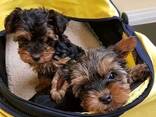Dog - photo 2