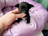 Dog - photo 1
