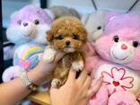 Dog - photo 1
