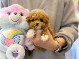 Dog - photo 2