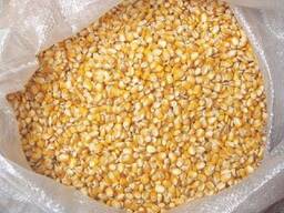 Dry Yellow Corn for Animal feed and Human consumption