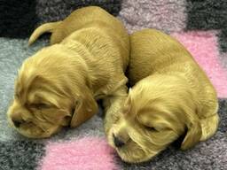 Englannincockerspanielin pennut