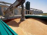 Export of wheat, barley, corn grain from Russia. - photo 1