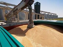 Export of Russian wheat to Turkey.