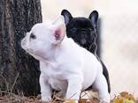 Французского бульдога - фото 2
