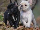 Французского бульдога - фото 3
