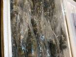 Fresh Shrimps - фото 2