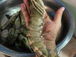 Fresh Shrimps - фото 3