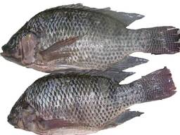 Frozen Black Tilapia Fish