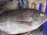 Frozen Black Tilapia Fish - фото 2