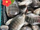 Frozen Black Tilapia Fish - фото 3