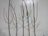Fruit trees saplings - фото 11