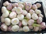 Garlic - photo 2